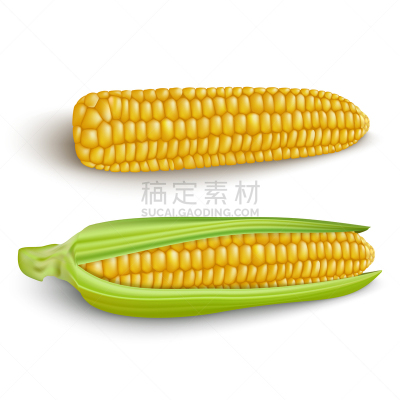 白色背景,老玉米,分离着色,农业,白色,黄色,蔬菜,有机食品,自然,生食
