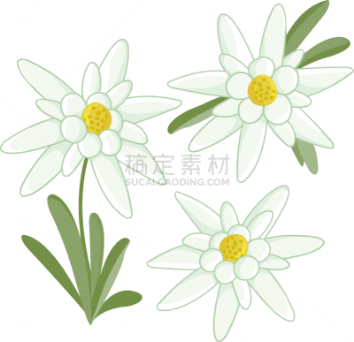 edelweiss flowers