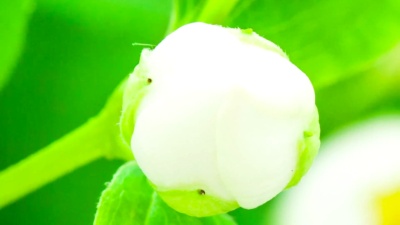 茉莉花在时间的流逝中绽放