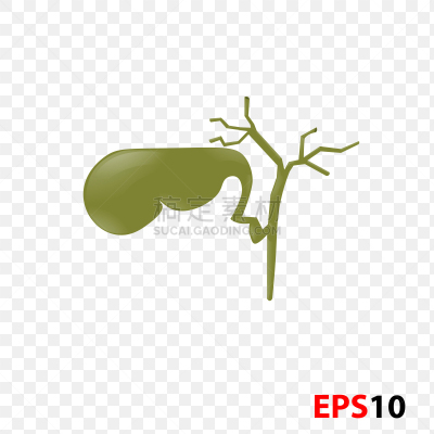 绘画插图,胆囊,人,生物学,有序,健康保健,新陈代谢,背景分离,药