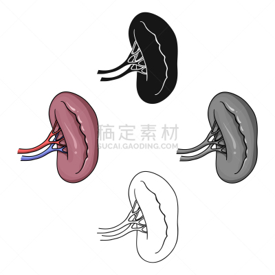 分离着色,高雅,计算机图标,人类肾脏,白色,生物学,健康保健,人,生病,设计