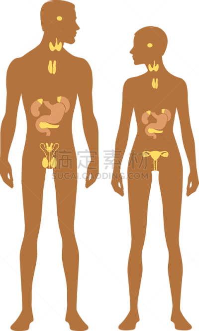 符号,女性,矢量,女人,完美,绘画插图,男性,男人,图像