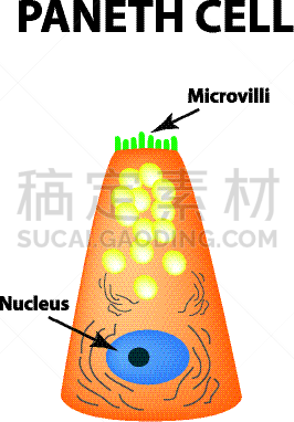 潘氏细胞,细胞,肠内的,健康保健,人,肠上皮细胞,生病