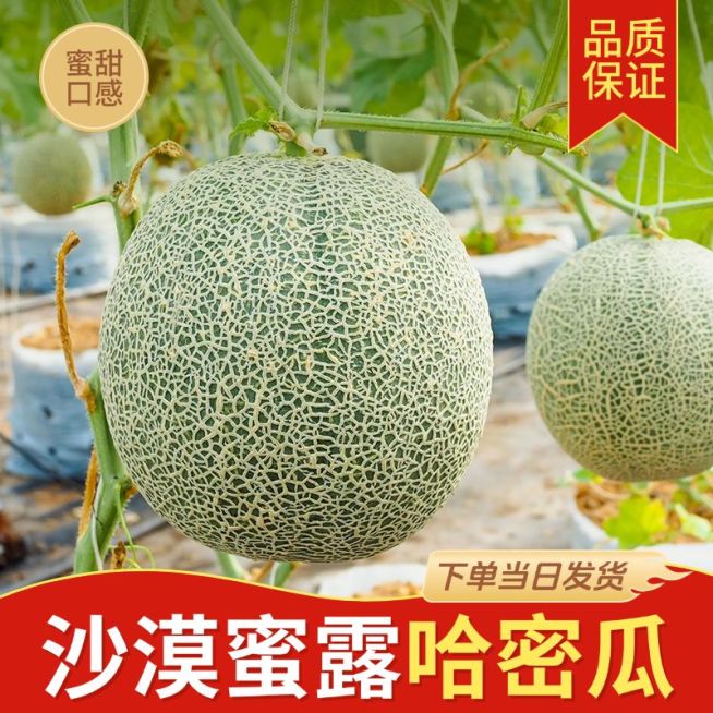 哈密瓜西瓜夏季水果商品主图预览效果