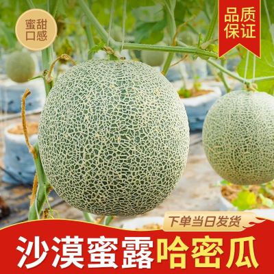 哈密瓜西瓜夏季水果商品主图