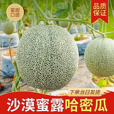 哈密瓜西瓜夏季水果商品主图