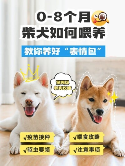 宠物知识科普手帐风套装小红书封面