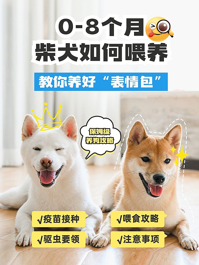 宠物知识科普手帐风套装小红书封面