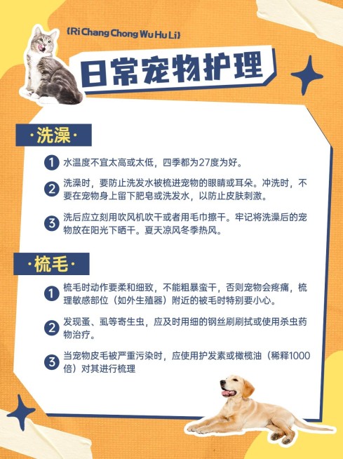 宠物护理知识科普小红书配图预览效果