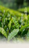 模板缩略图