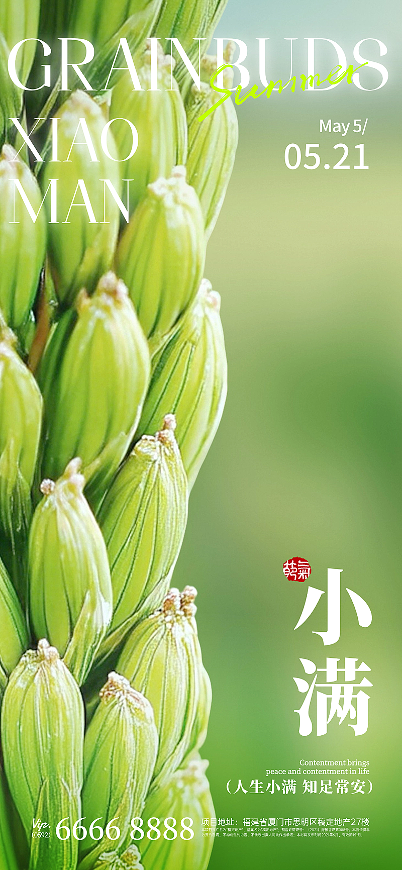 小满节气实景感小麦近景海报