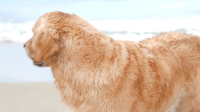 可爱的金毛猎犬在沙滩上看着大海，跑进水里
