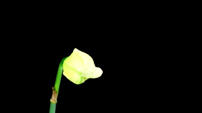 巨型水仙花盛开