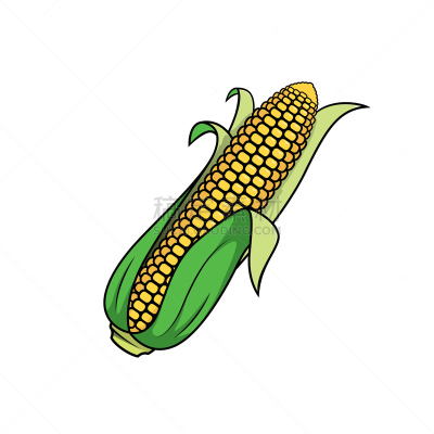 玉米,绘画插图,分离着色,矢量,白色背景,农业,素食,生物燃料,蔬菜,单词