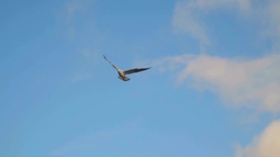 海鸥带着云彩飞向天空