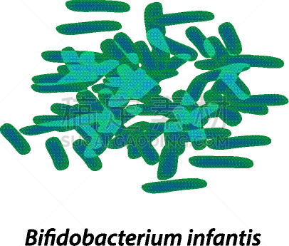 双歧杆菌属,人,嗜酸的,肠内的,概念,不卫生的,科学,生物学,微生物学