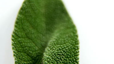 白色背景鼠尾草 