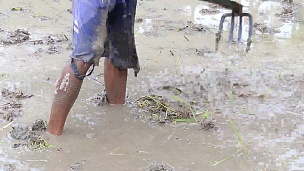人们在水下松开地面来种植水稻。Ubud，巴厘岛，印度尼西亚