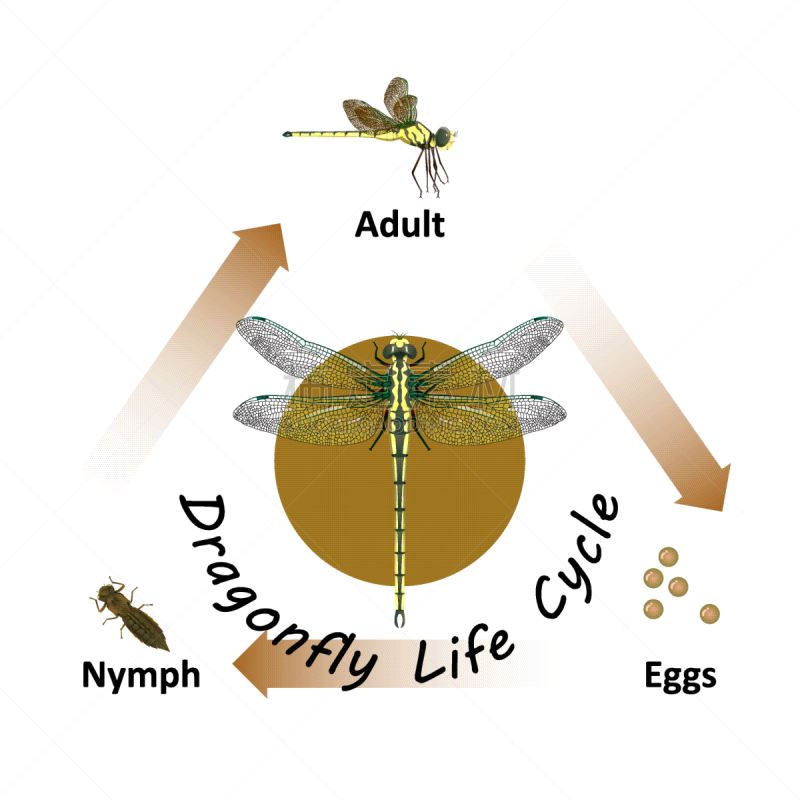 蜻蜓,新生活,矢量,生物学,脚踏车,背景分离,泰国,竞技场,研磨食品,动物