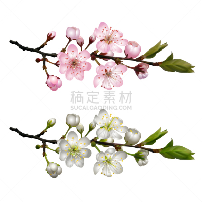 花朵,樱桃,枝,分离着色,白色,自然,季节,图像,花蕾,布置