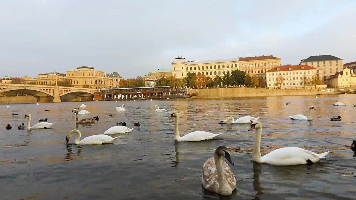 Vltava河上的天鹅，布拉格的天鹅，全景，广角，古城和布拉格横跨Vltava河的查尔斯桥