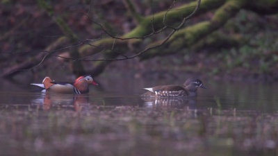 雄性和雌性鸳鸯(Aix Galericulata)在水上划桨