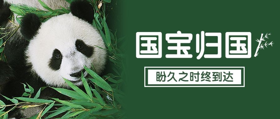 热点大熊猫丫丫回国公众号首图公众号套装预览效果