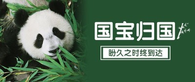 热点大熊猫丫丫回国公众号首图公众号套装
