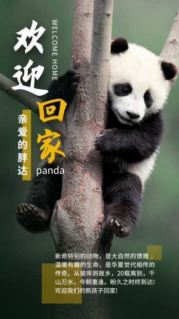 热点大熊猫丫丫回国竖版海报公众号套装预览效果
