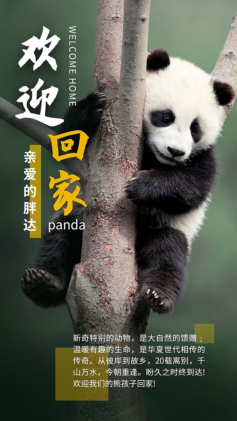 热点大熊猫丫丫回国竖版海报公众号套装