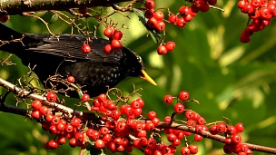 黑鸟吃浆果，粪便，然后飞走
