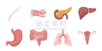 人,计算机图标,人类的生殖器官,皮肤,矢量,血管,收集,布置,生病