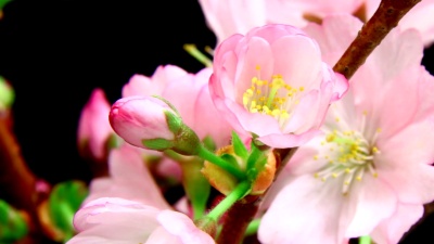 樱花盛开高清