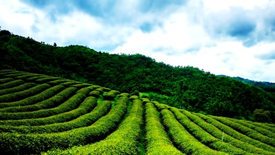 阴天茶园。LR潘，全高清延时摄影