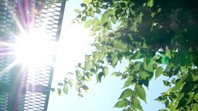 阳光透过城市树木繁茂的叶子，从升起的角度观赏新鲜的树叶