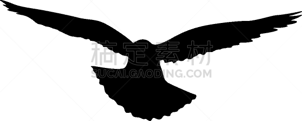 概念,斑鸠,摆拍,野生动物,婚礼,动物,爱