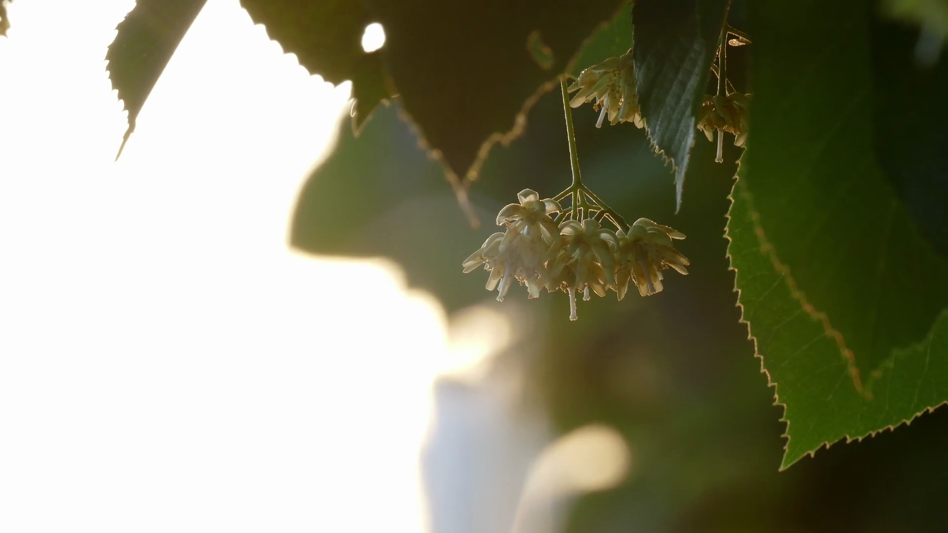 石灰开花季节-特写