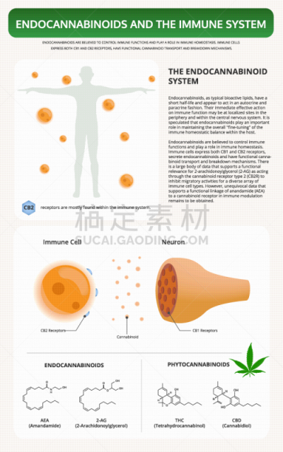 信息图表,垂直画幅,教科书,脂肪细胞,植物,香熏油,心血管系统,痛苦