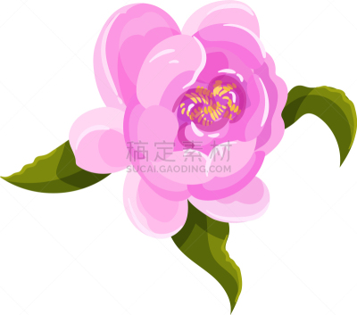 牡丹,花瓣,巨大的,华贵,浪漫,植物群,苹果核,自然美,涂料,春天