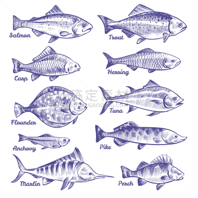 河流,草图,鱼类,海洋,华丽的,菜单,食品,鲽,绘制,烹调