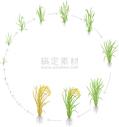 圆形,新生活,稻,农业,生物学,蔬菜,脚踏车,食品,生长,发展