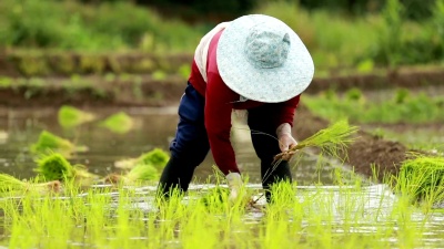 农民在稻田里种水稻，慢动作