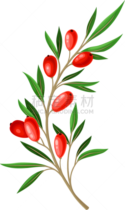 barberry twig with green leaves isolated on white