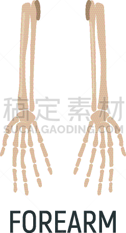 白色,概念,矢量,x光,人类骨架,绘画插图,人,计算机图标,手臂,手部骨骼