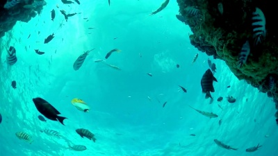 水下慢动作 人与热带鱼浮潜异国情调的珊瑚礁