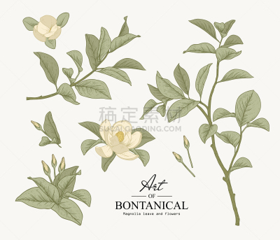 式样,周年纪念,复古风格,植物,背景,玉兰类,剪贴画,线条画,草图