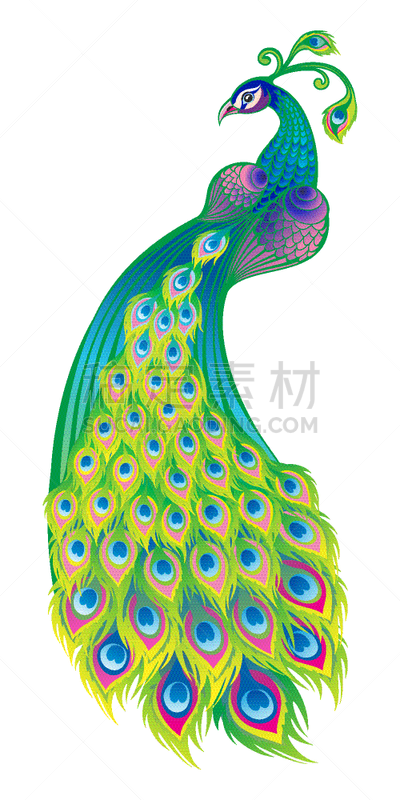 孔雀,自然美,分离着色,白色背景,插画,华丽的,婚礼,动物,剪影,复古