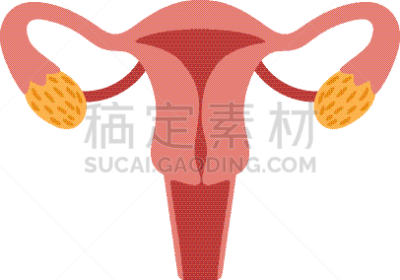 女性生殖系统,生物学,健康保健,计划书,摆拍,枝繁叶茂,女人,图表