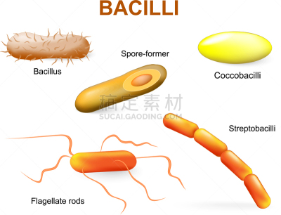 生物学,微生物学,健康保健,革兰氏染色剂,表现积极,图像,大群动物,球杆菌,矢量,生病