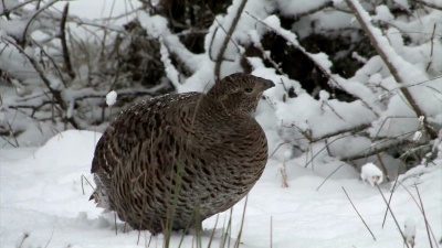 Birkhuhn-Black Grouse-Tetrao tetrix